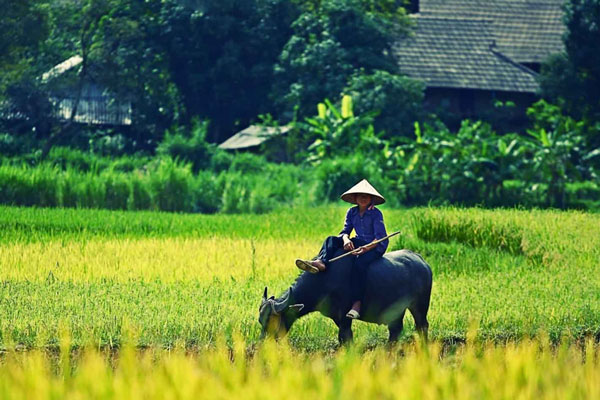 Lạc quê