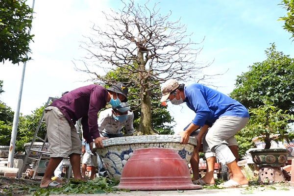 Thủ phủ mai ở Sài Gòn tất bật vào vụ Tết