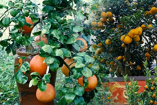 Bưởi bonsai, bưởi Diễn 'khủng' giá đến 70 triệu hút khách dịp Tết Nhâm Dần