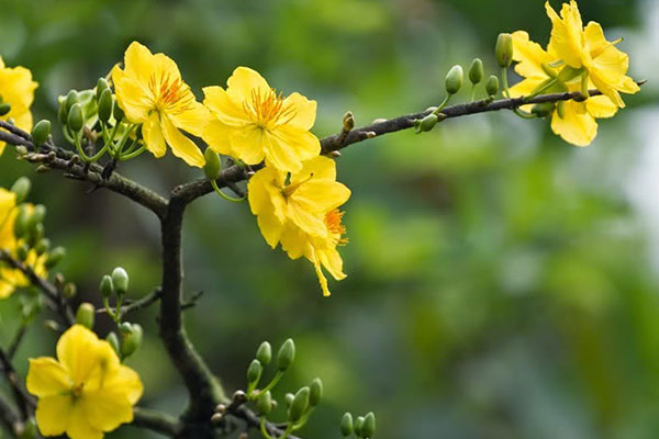 Thuê mai chơi tất niên đắt khách